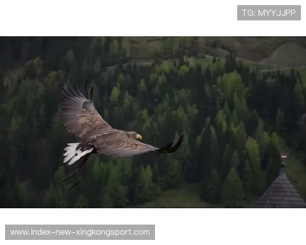 老鹰状态火热无敌：翱翔巅峰的力量之源